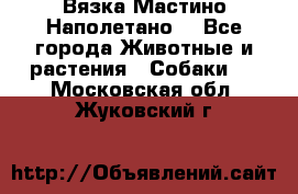 Вязка Мастино Наполетано  - Все города Животные и растения » Собаки   . Московская обл.,Жуковский г.